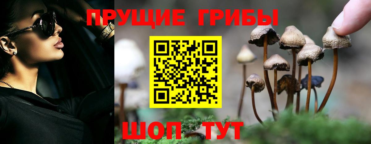 Галлюциногенные грибы Psilocybe Фролово